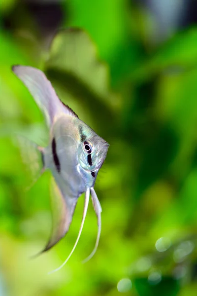 Pterophyllum — Stockfoto