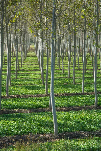 Plantação de choupos — Fotografia de Stock