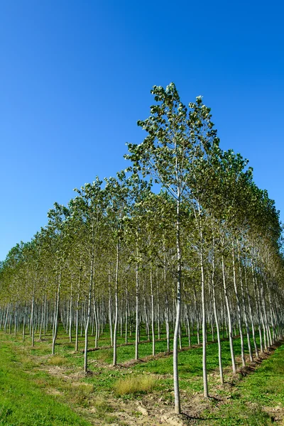 Poplar plantation — Stock Photo, Image