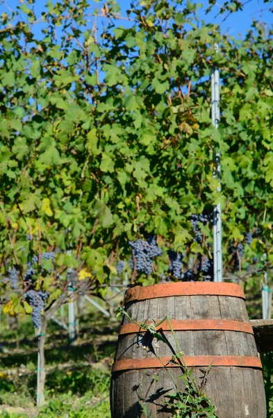 Виноградники — стокове фото