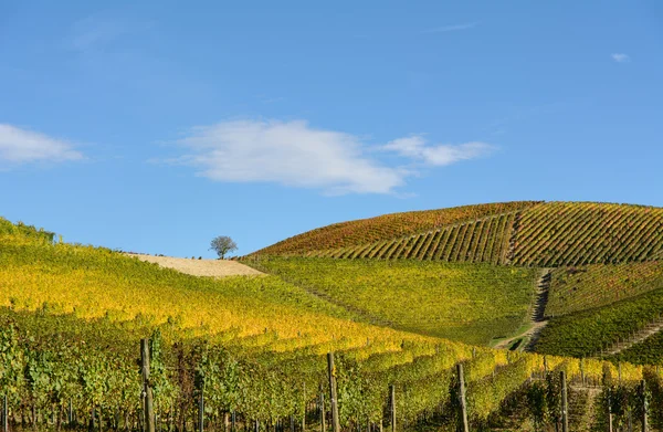 Weinberge im Piemont — Stockfoto