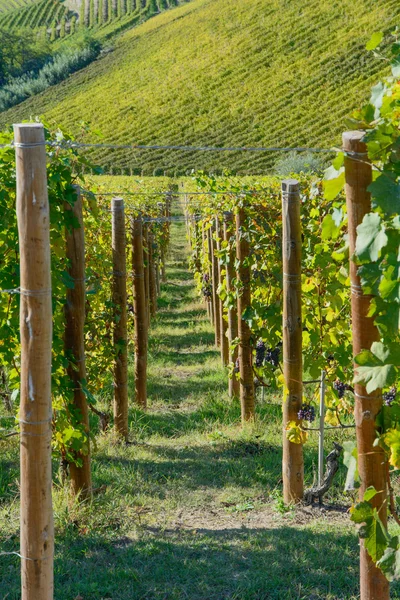 Wijngaarden in Piemonte — Stockfoto