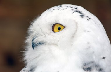 kar baykuşu - bubo scandiacus