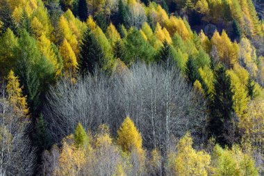 iğne yapraklılar Güz