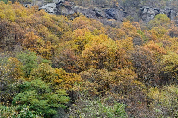 Conifers in autumn — Stock Photo, Image