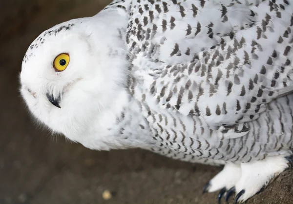 Snowy Owl - Bubo scandiacus — Stok Foto