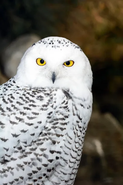 kar baykuşu - bubo scandiacus