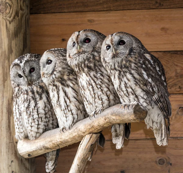 Família de corujas - Strix aluco — Fotografia de Stock