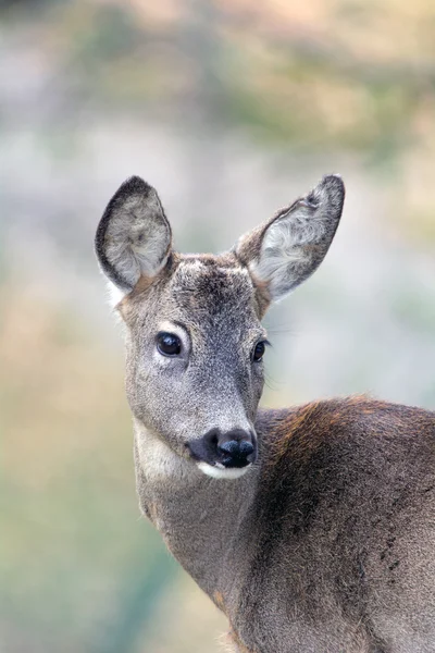 Roe deer — Stock Photo, Image