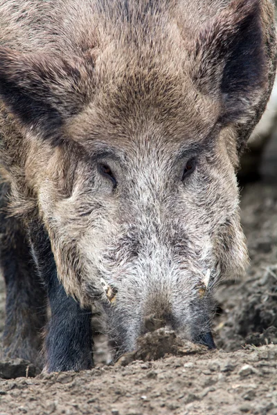 Wild boar — Stock Photo, Image