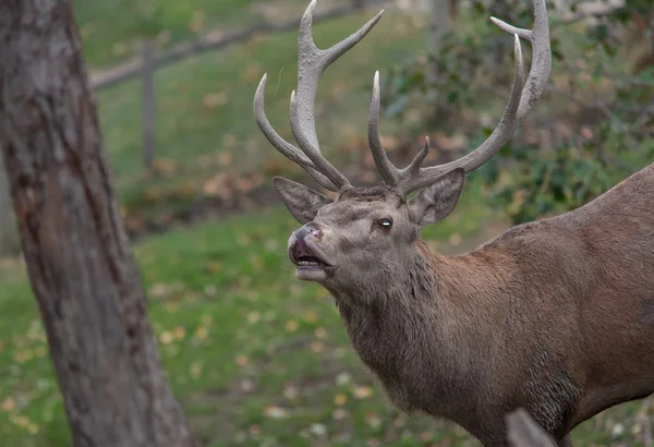 Cerfs dans la forêt — Photo