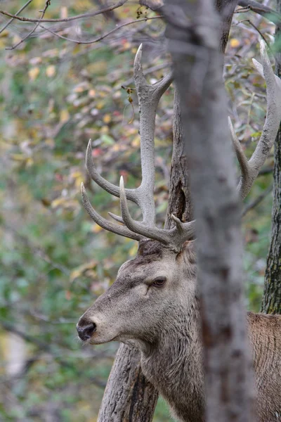 Deer in the forest — Stock Photo, Image