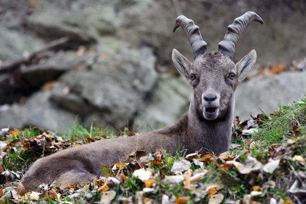 Alperna Ibex — Stockfoto