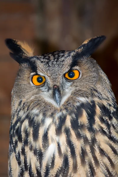 Ausgewachsene Eule — Stockfoto