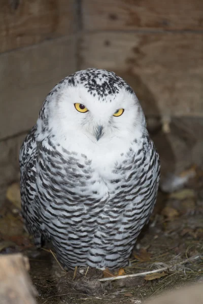 Sněžná sova - bubo scandiacus — Stock fotografie