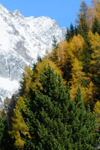 Coníferas en otoño — Foto de Stock