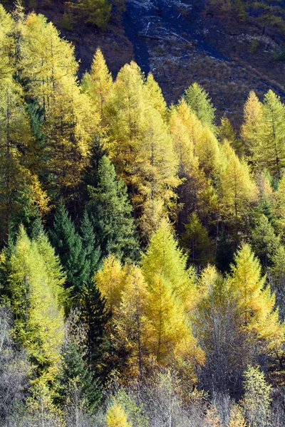 Jehličnany na podzim — Stock fotografie