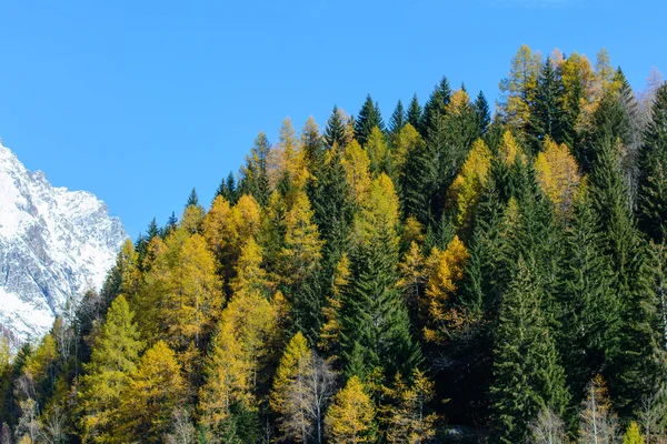 Хвойные деревья осенью — стоковое фото