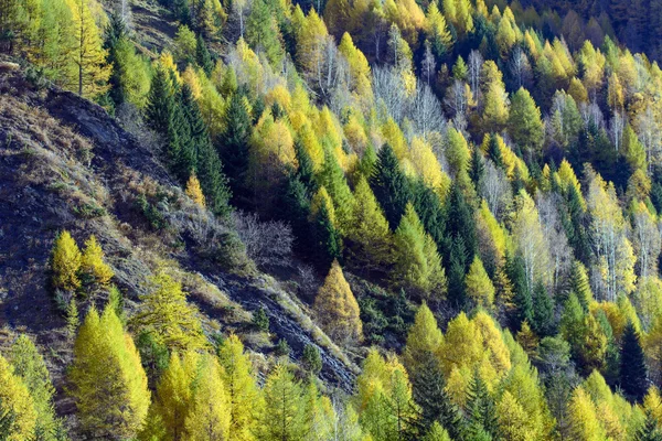 Хвойные деревья осенью — стоковое фото