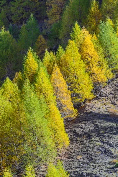 Хвойные деревья осенью — стоковое фото
