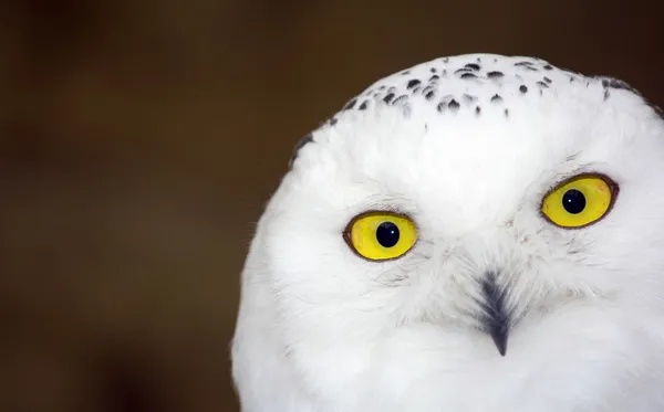 Gufo delle nevi - Bubo scandiacus Fotografia Stock