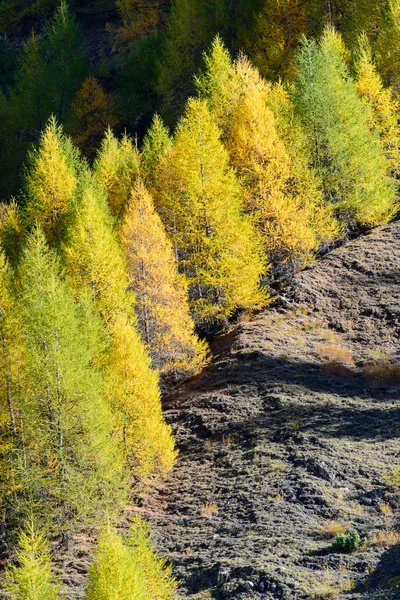 Хвойные деревья осенью — стоковое фото