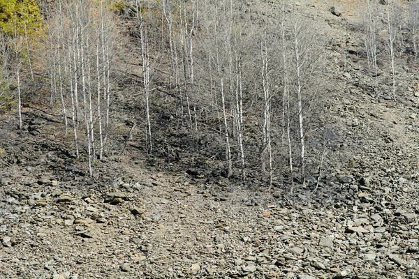 Déforestation après incendie — Photo