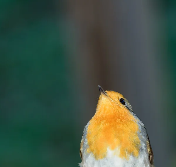 Robin. —  Fotos de Stock