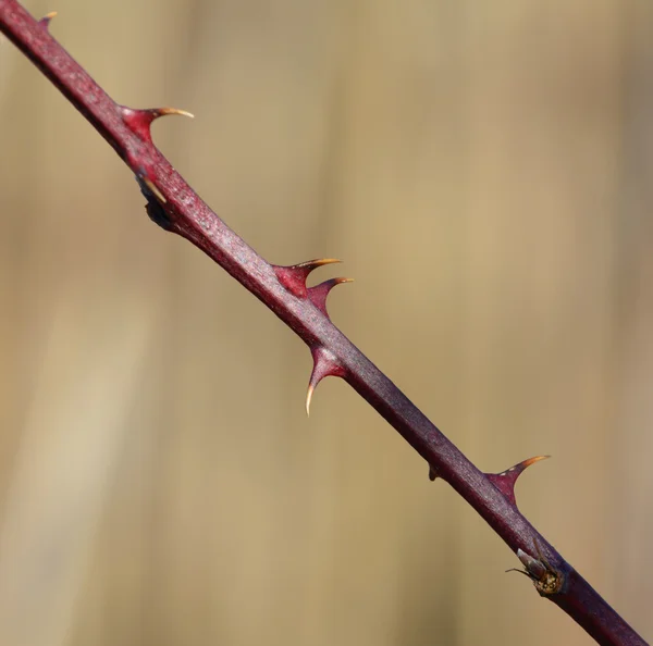 Thorns — Stock Photo, Image