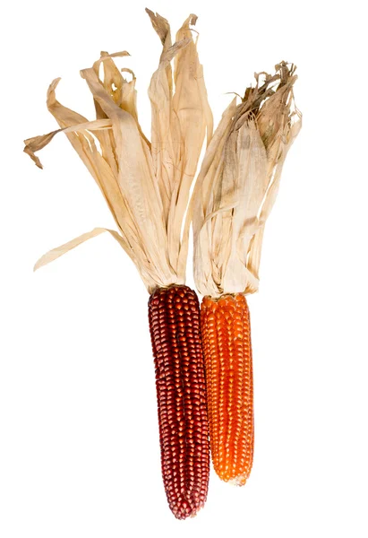 Червоний кукурудзи — стокове фото