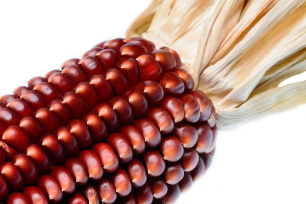 Червоний кукурудзи — стокове фото