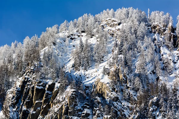 Snowy sosnowy las - Dolina Aosty - val veny — Zdjęcie stockowe