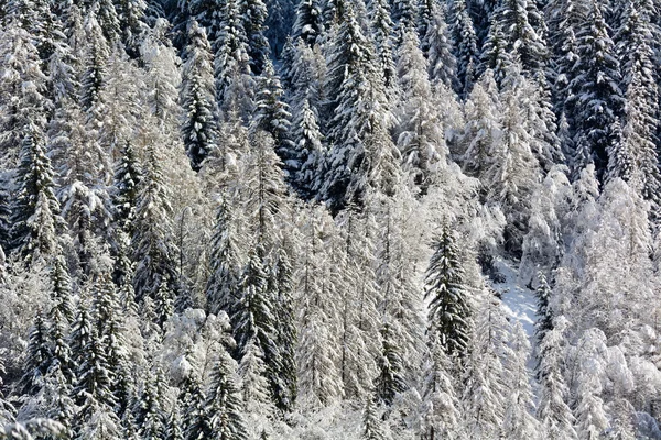 Floresta de pinheiro nevado — Fotografia de Stock