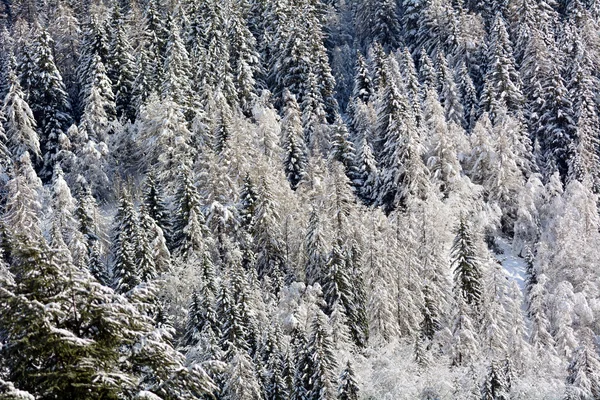 Snöiga tallskog — Stockfoto
