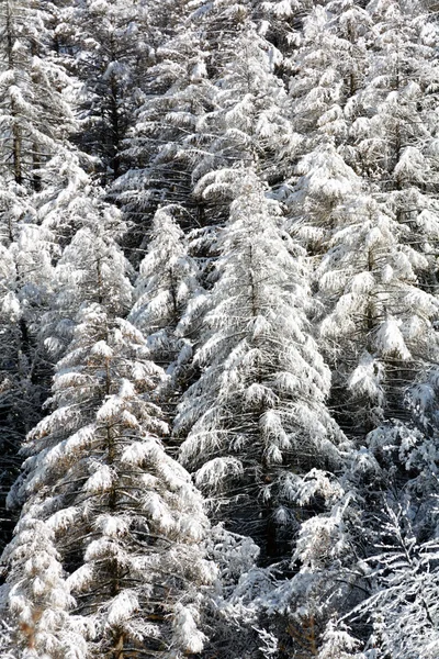 Snöiga tallskog — Stockfoto