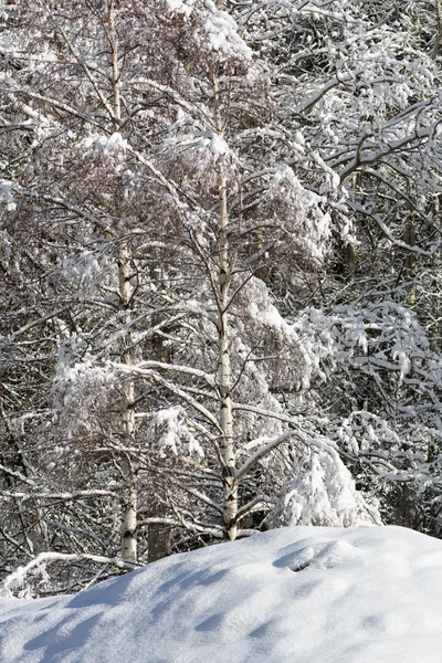 Χιονισμένο πεύκα δάσος - κοιλάδα της Αόστα - val veny — Φωτογραφία Αρχείου
