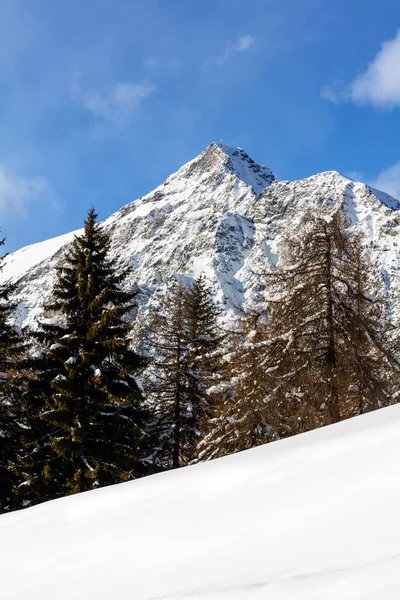 Floresta de pinheiros nevados - Vale de Aosta - Val Veny — Fotografia de Stock