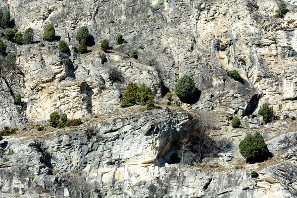 Ardıç sevimli — Stok fotoğraf