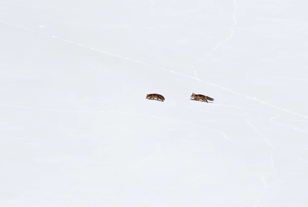 Red foxes — Stock Photo, Image