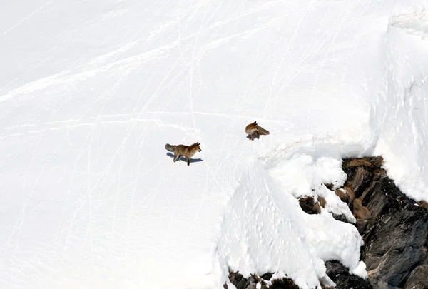 Red foxes — Stock Photo, Image