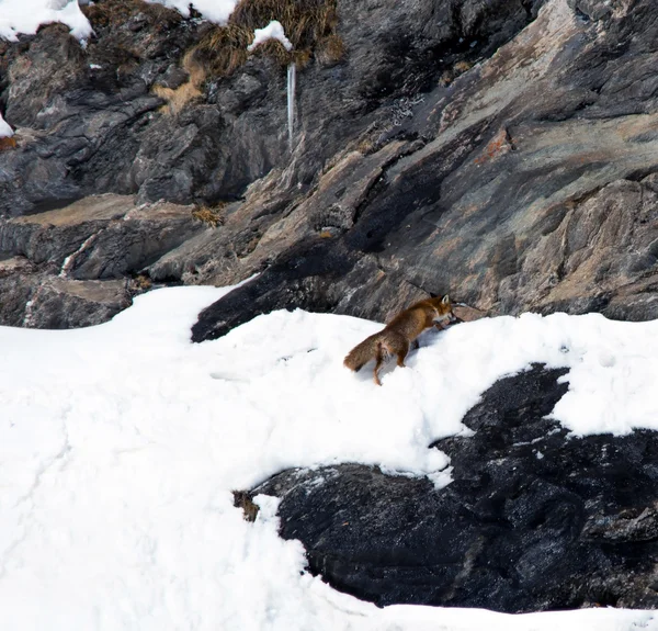 Red foxes — Stock Photo, Image