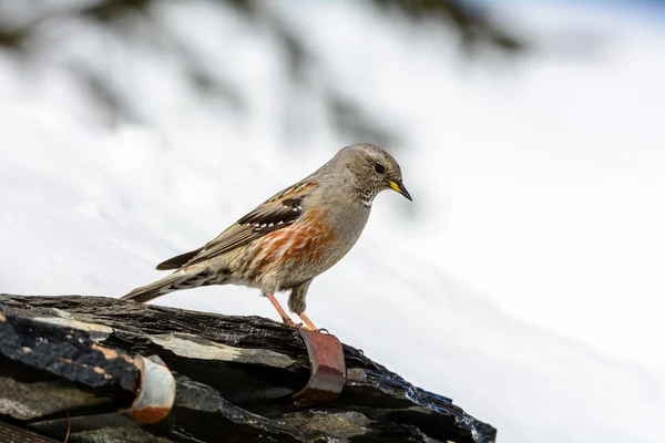 Sordone fågel — Stockfoto