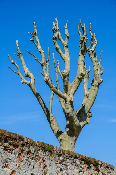 Dead tree on wall — Stock Photo, Image