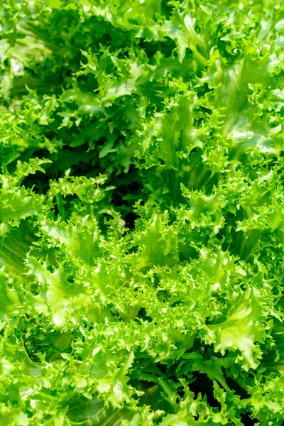 Salad — Stock Photo, Image