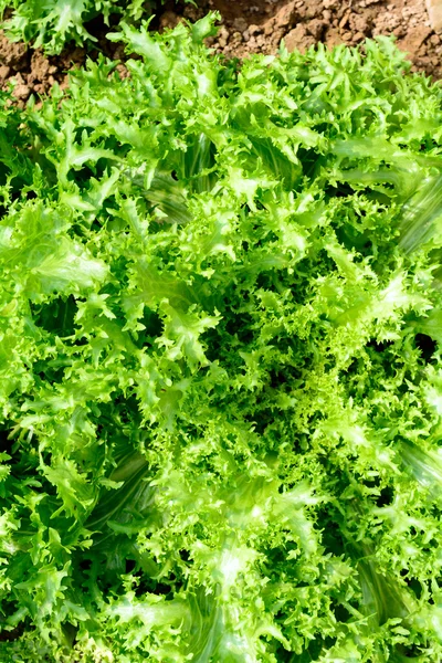 Salad — Stock Photo, Image