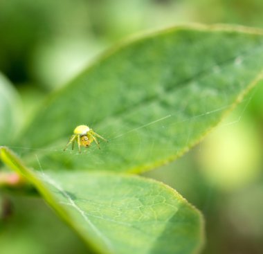 Bir web böceği spin