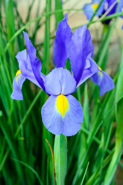 Sakallı iris - iris — Stok fotoğraf