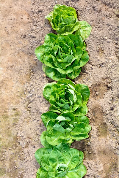 Salad — Stock Photo, Image