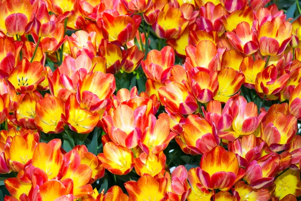 Tulipes — Photo