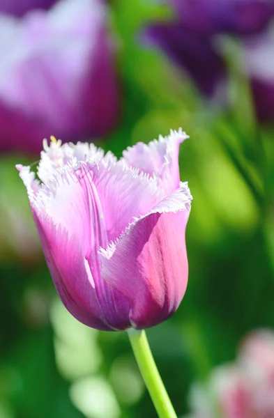 Tulipani — Foto Stock